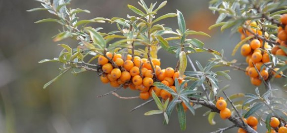 seabuckthorn