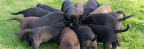 kennel