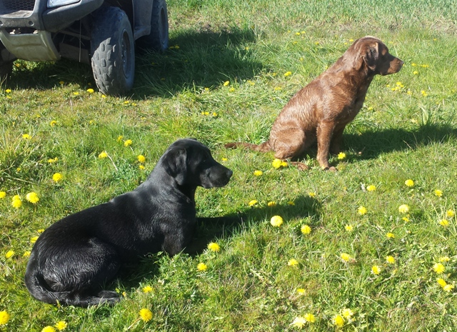 Pia og Hilde