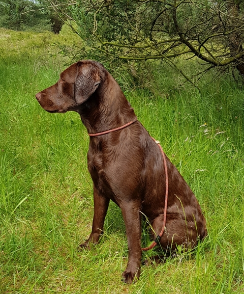 Wilma