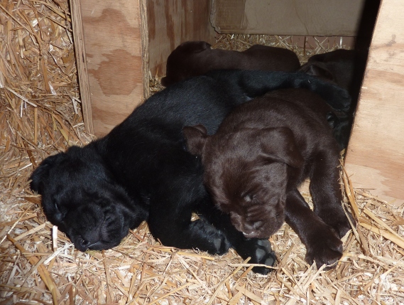 hundehvalpe dec_11_041