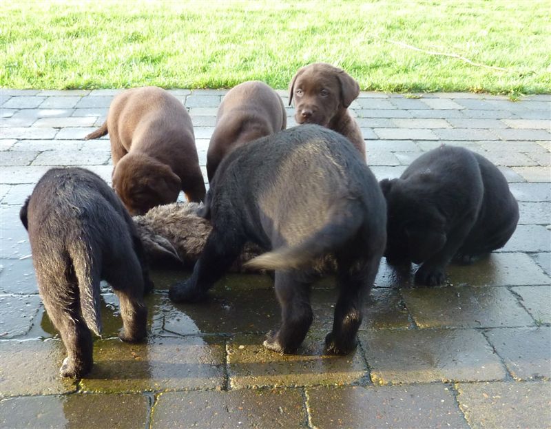 hundehvalpe dec_11_042