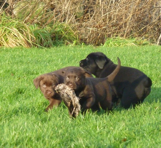 hundehvalpe dec_11_075