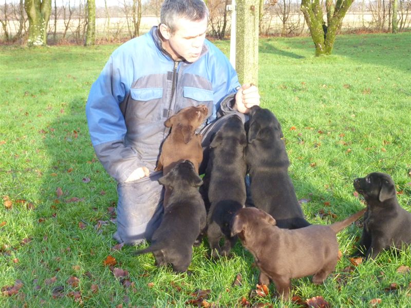 hundehvalpe dec_11_178