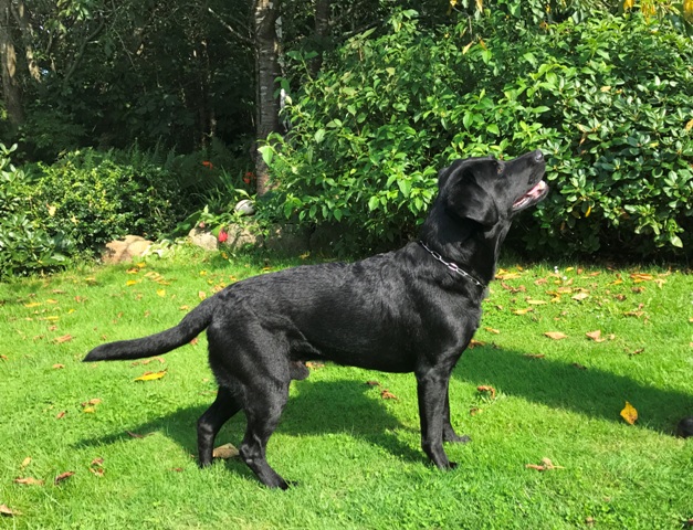 Samson 2017 017